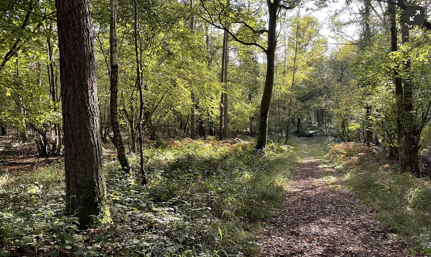 Bentley Wood